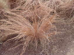 Image de Schizachyrium scoparium (Michx.) Nash