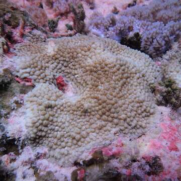 Image of spine coral