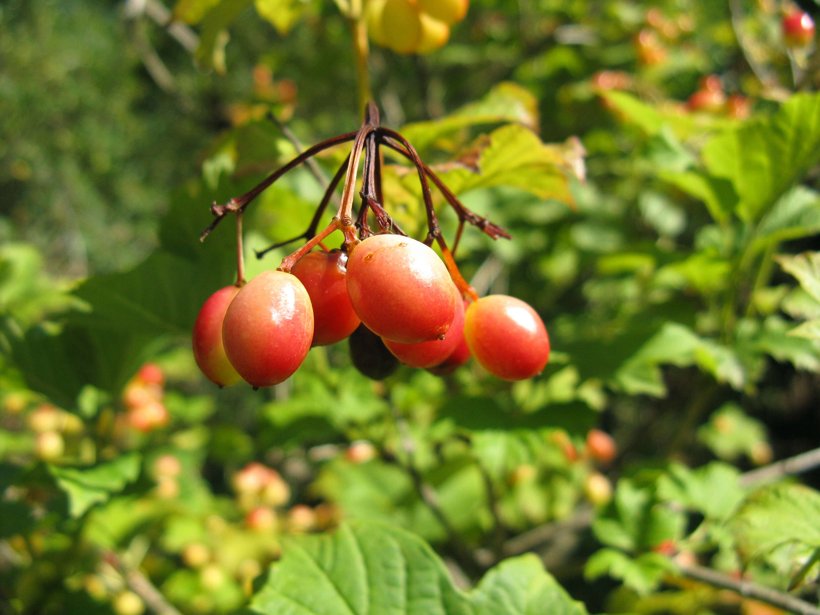 Imagem de Viburnum opulus var. americanum (P. Mill.) Ait.