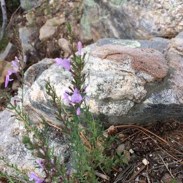 Hedeoma hyssopifolia A. Gray resmi