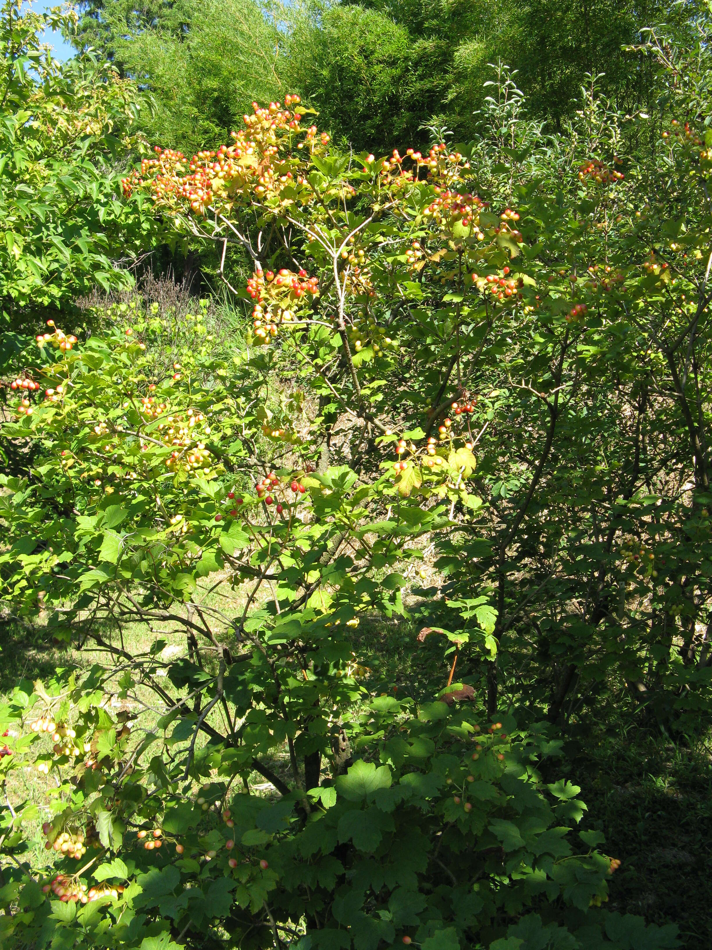 Imagem de Viburnum opulus var. americanum (P. Mill.) Ait.