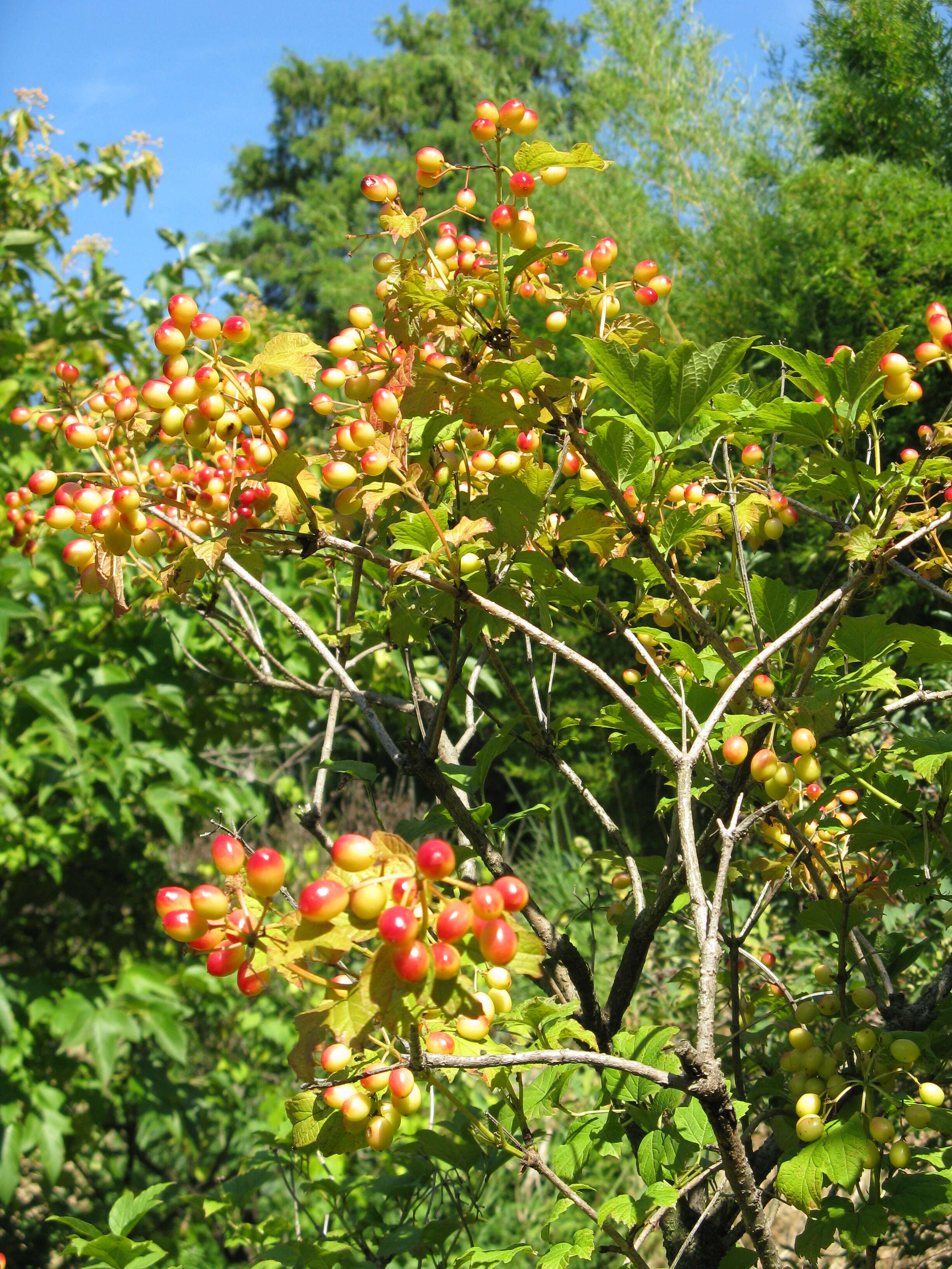 Image of American cranberrybush