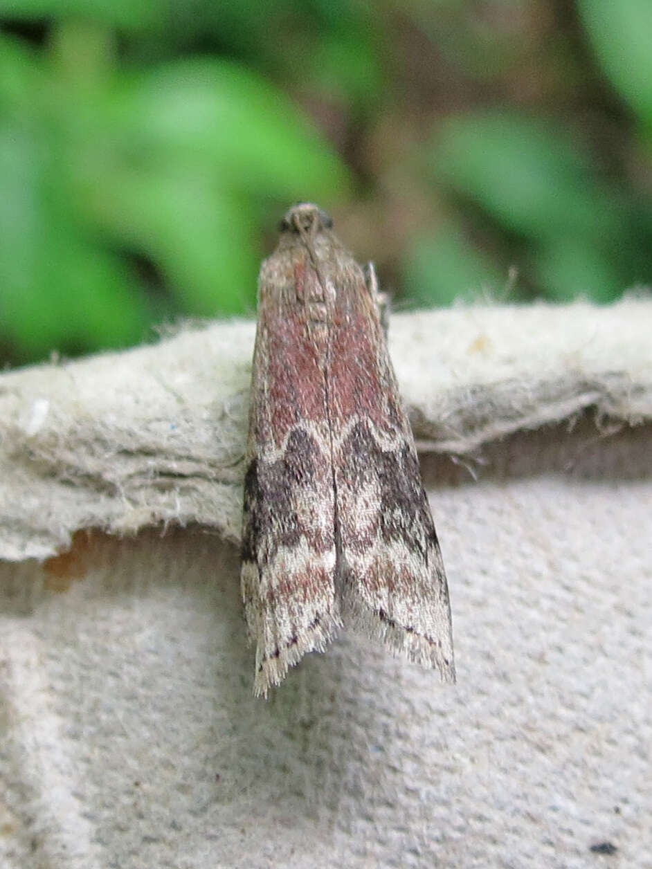 Image of American Plum Borer