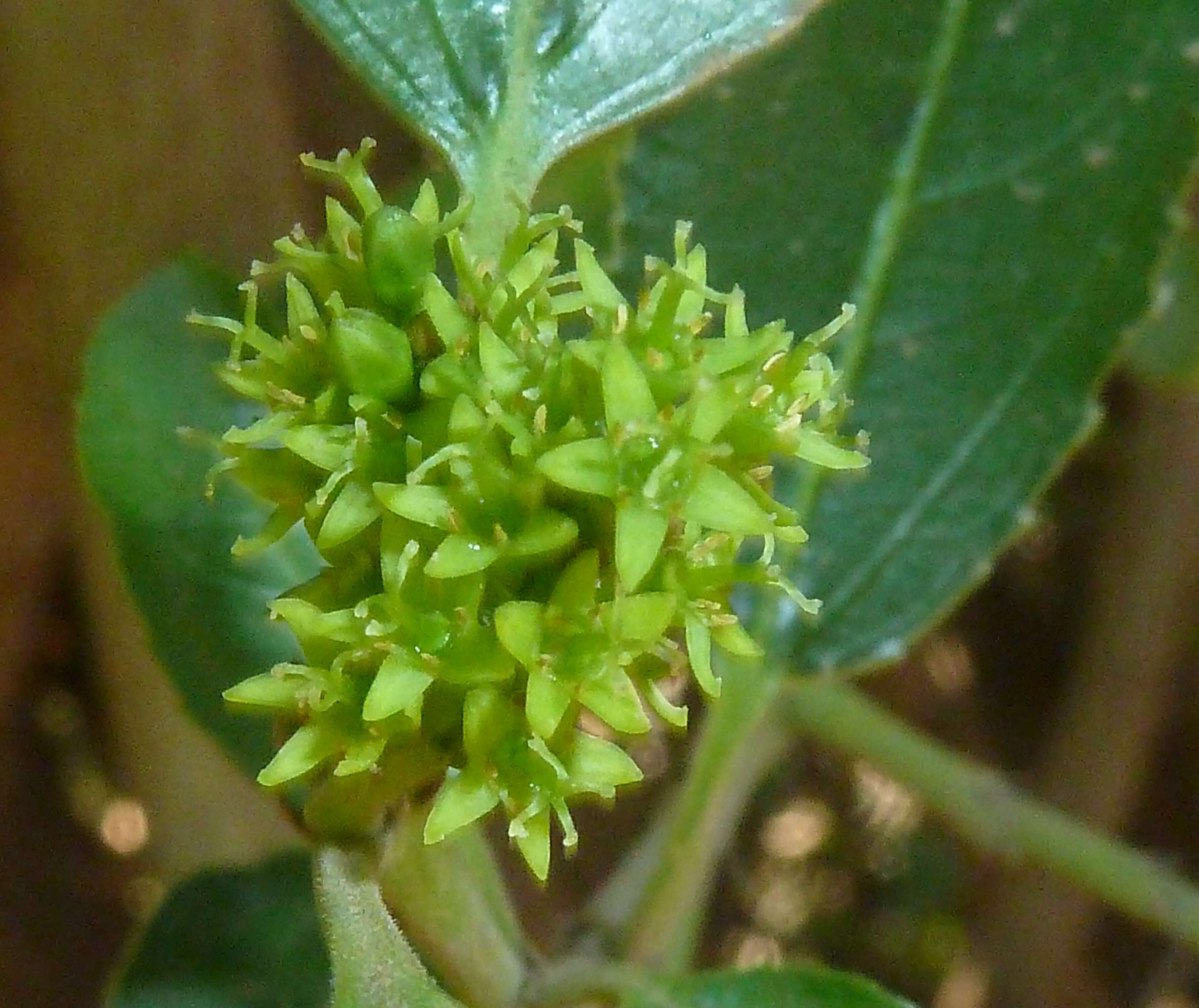 Image of Italian buckthorn