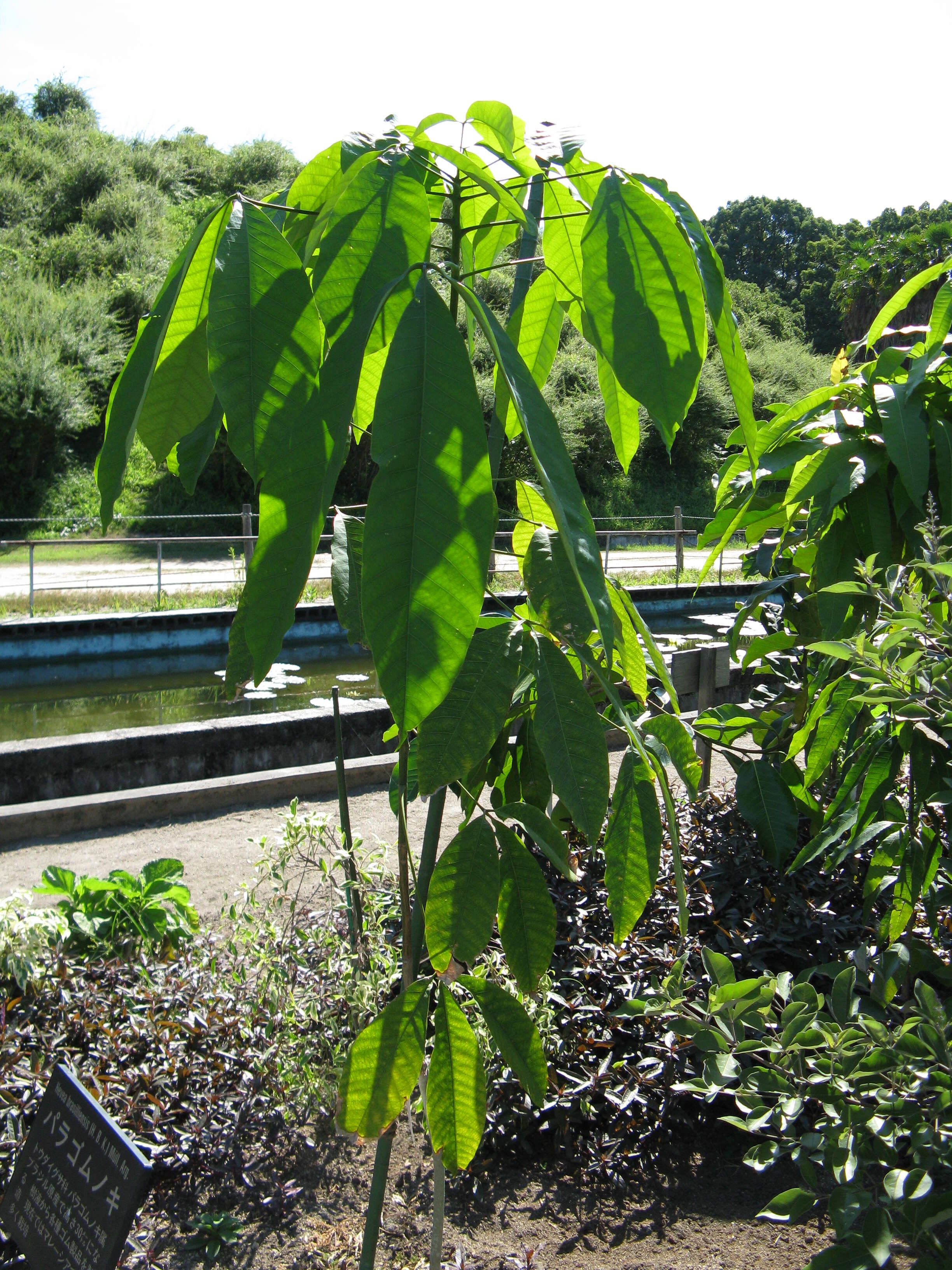 Image of Para rubber tree