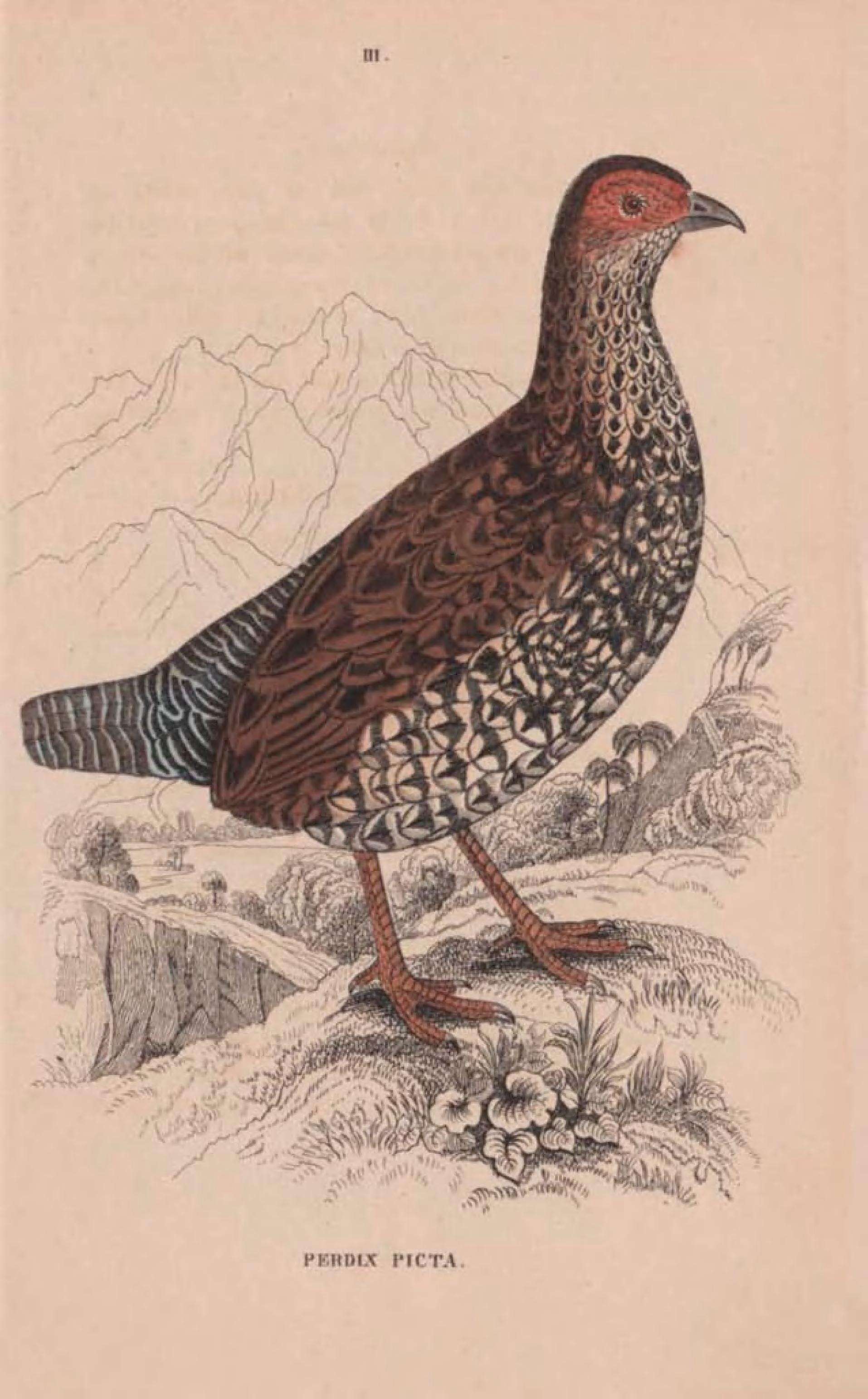 Image of Francolinus Stephens 1819