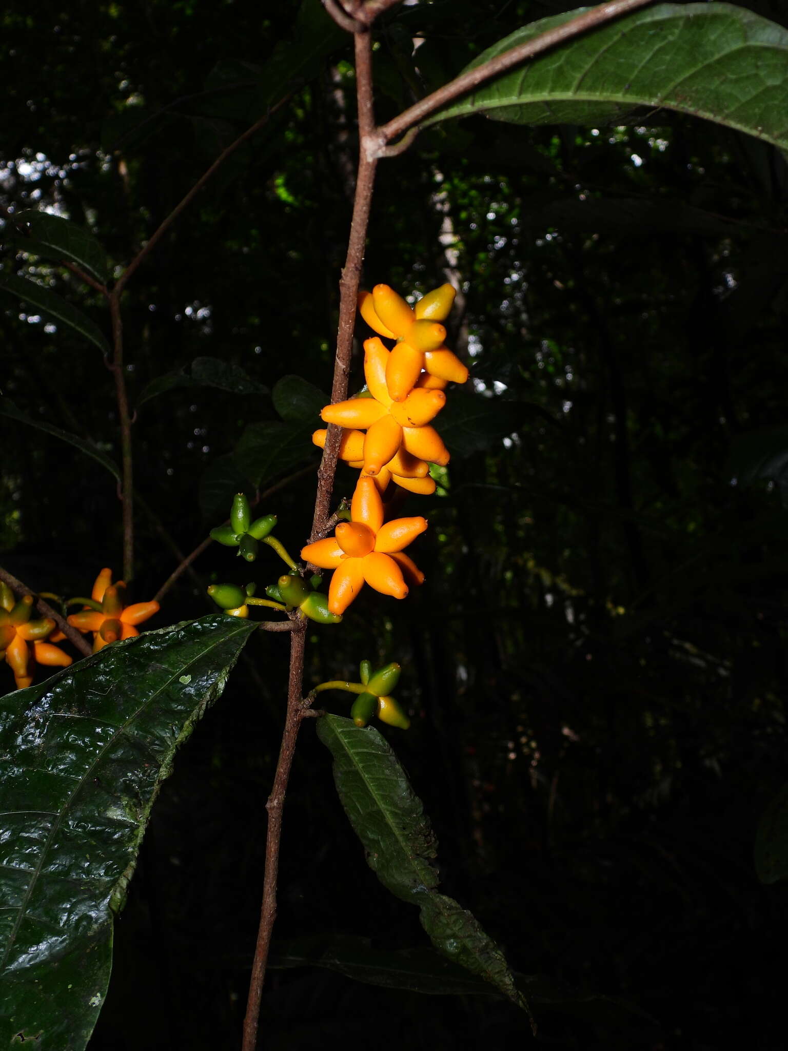 Image de Clarisia ilicifolia (Spreng.) Lanj. & Rossb.