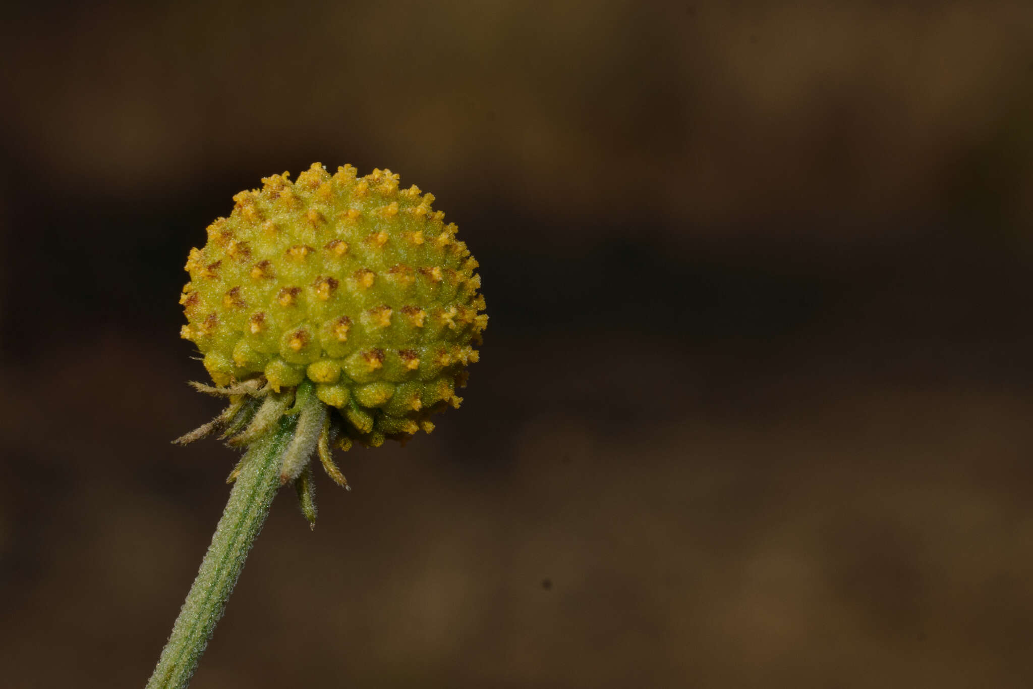 Image of Helenium aromaticum (Hook.) L. H. Bailey