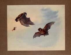 Image of leislers bat, lesser noctule