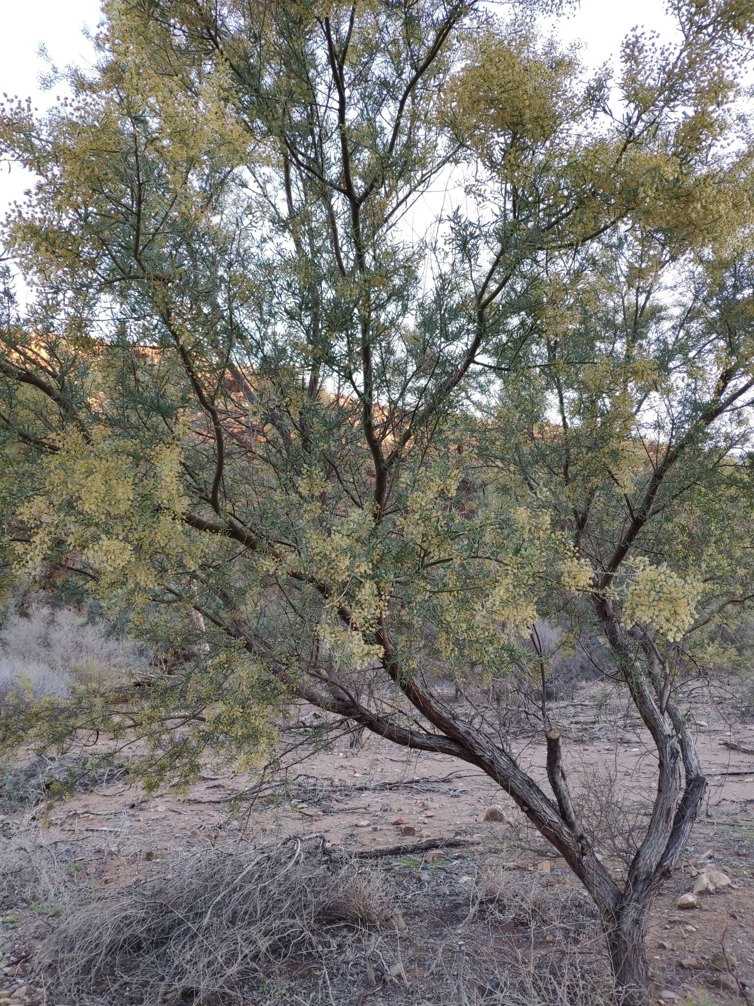 Acacia victoriae Benth. resmi