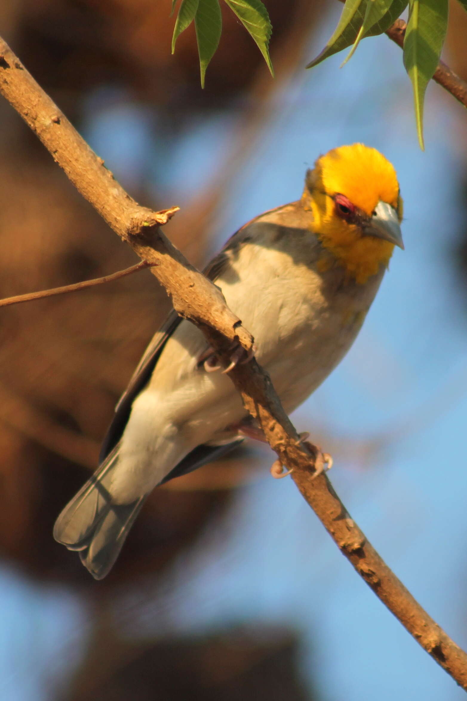 Image of Sakalava Weaver