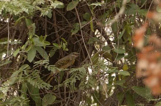 Image of Red-shouldered Cuckoo-shrike