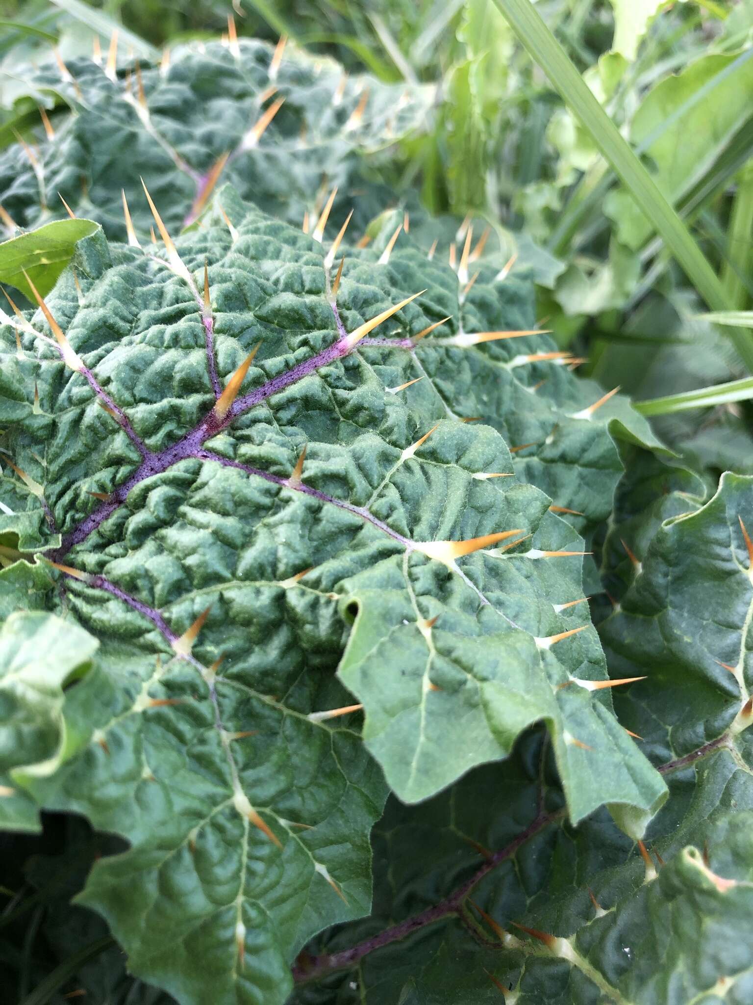 صورة Solanum campechiense L.