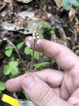 Image of heartleaf foamflower