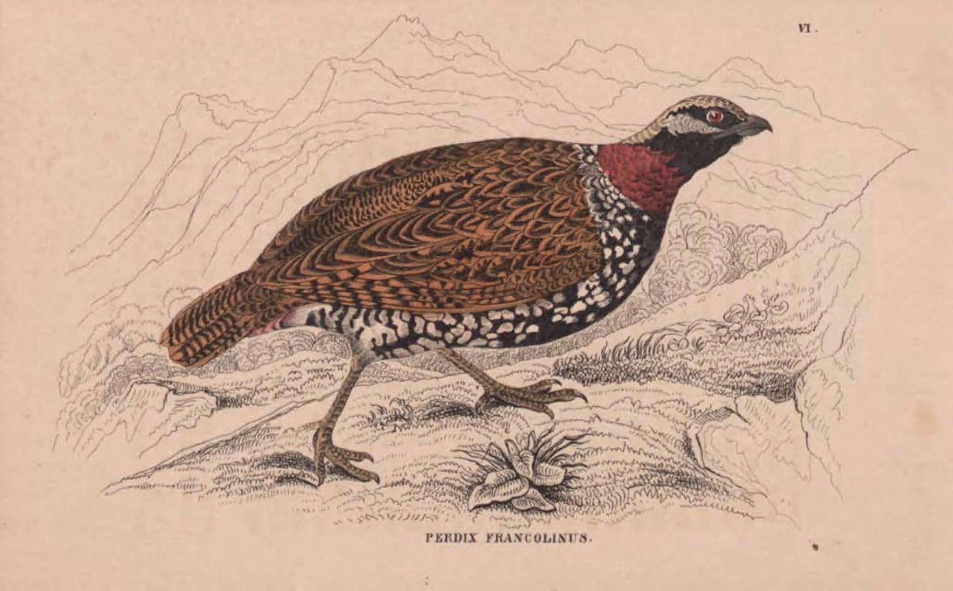 Image of Francolinus Stephens 1819