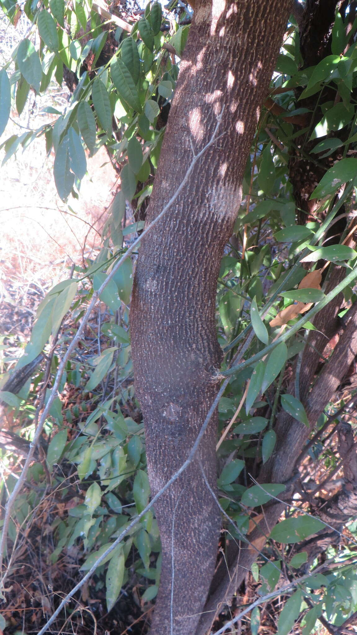 Plancia ëd Trichilia americana (Sessé & Mociño) T. D. Pennington