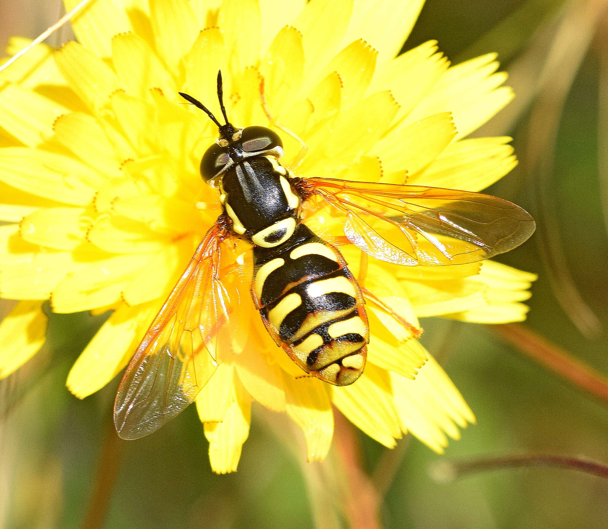 Image de Chrysotoxum verralli Collin 1940