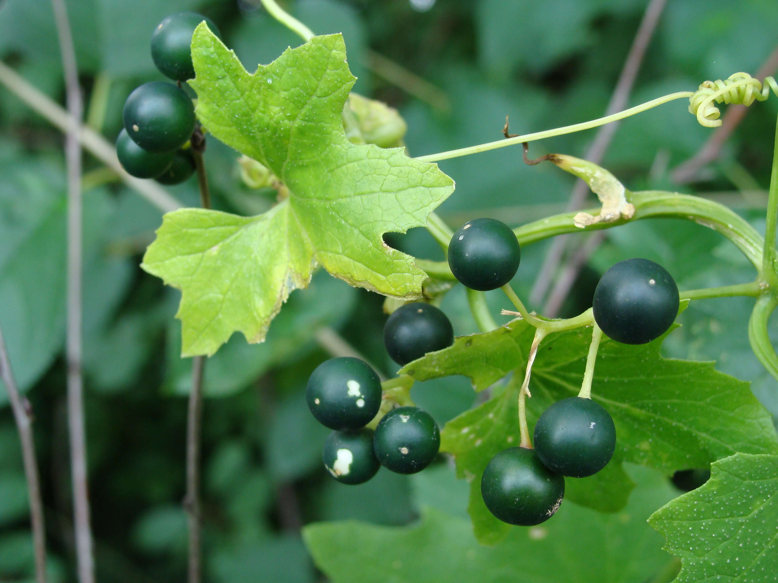 Image of white bryony