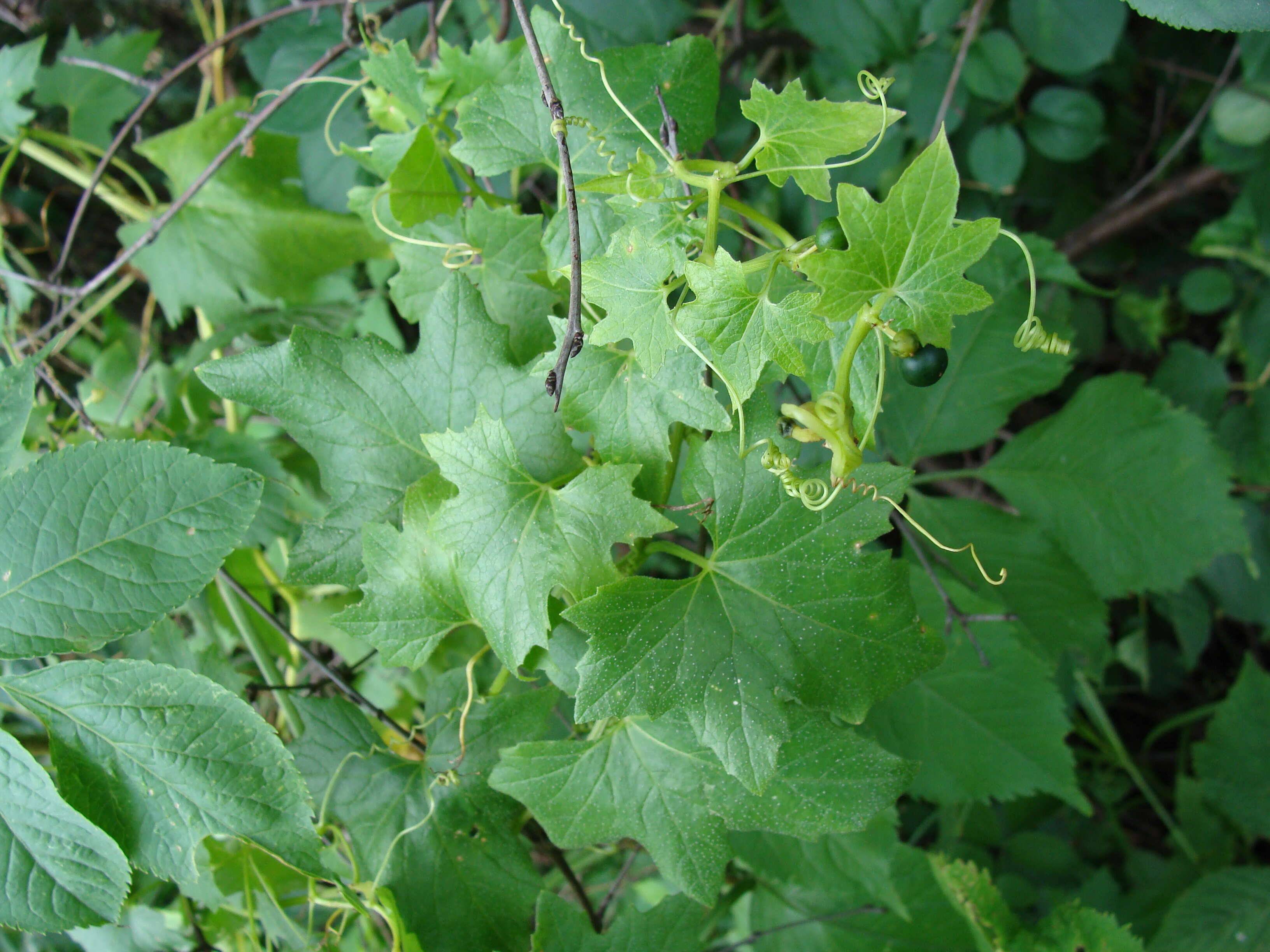 Image of white bryony