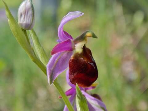Image of Ophrys argolica subsp. crabronifera (Sebast. & Mauri) Faurh.