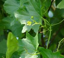 Image of white bryony