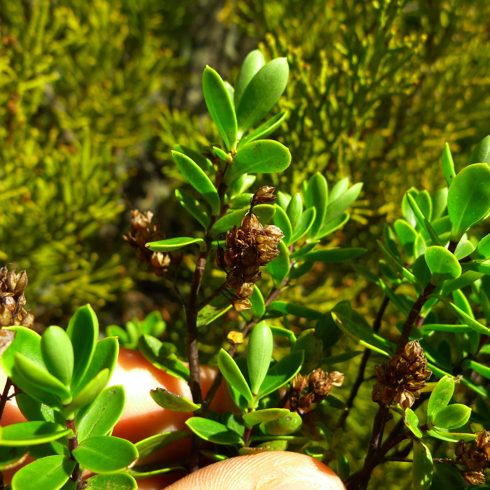 Слика од Veronica rakaiensis J. B. Armstr.