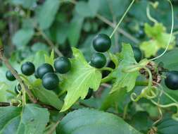 Image of white bryony