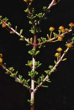 Image of Vail Lake ceanothus