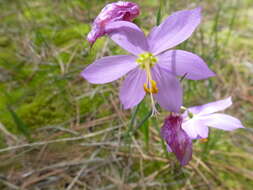 Image of Douglas' grasswidow