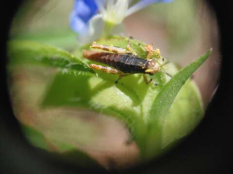 Слика од Melanoplus gracilis (Bruner & L. 1876)