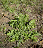 Image of Santa Maria feverfew