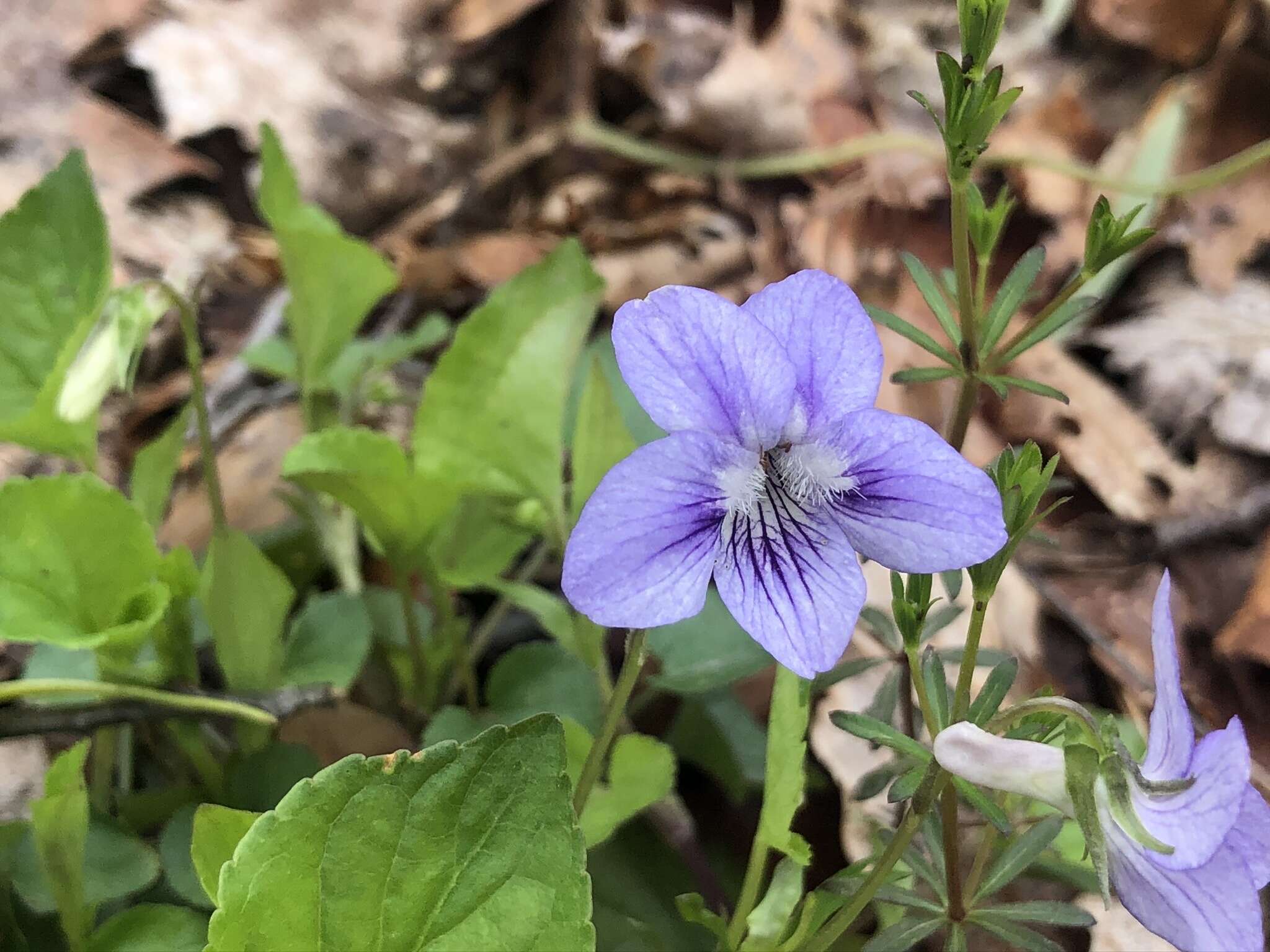 Слика од Viola brauniae Grover ex T. S. Cooperrider