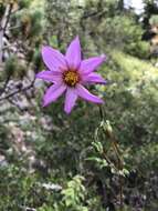 Image of Dahlia tubulata P. D. Sorensen