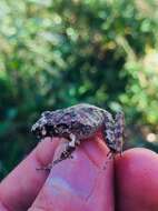 Image of Pygmy Free-fingered Frog