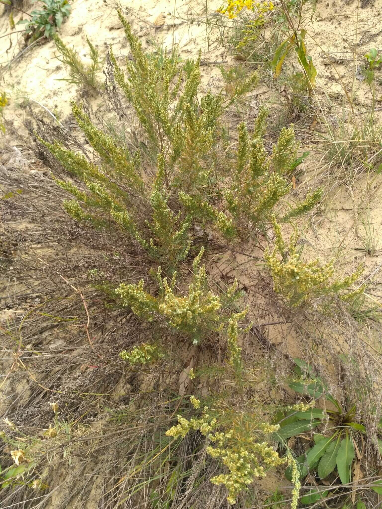 Plancia ëd Artemisia marschalliana Spreng.