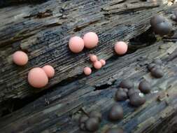 Image of Lycogala epidendrum