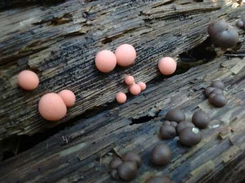 Image of Lycogala epidendrum