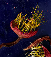 Image of Reticulariaceae