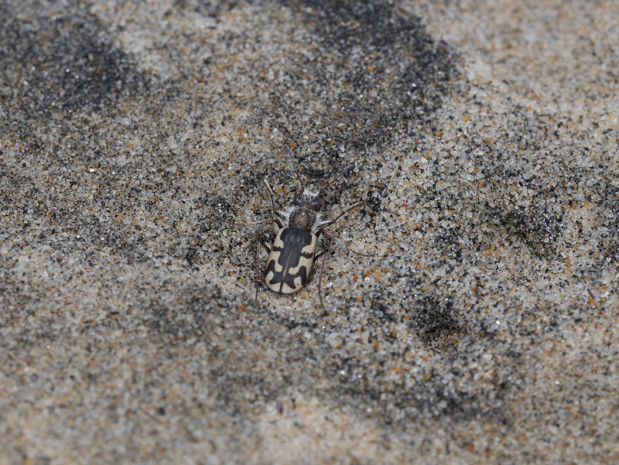 Image of Cicindela (Cicindela) latesignata latesignata Le Conte 1851