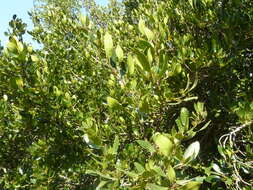 Image of Italian buckthorn