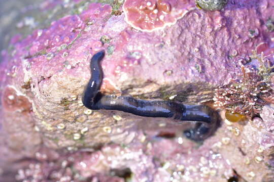 Image of Odontosyllis polycera (Schmarda 1861)