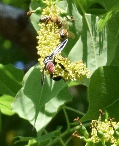 Image of Tachinid fly