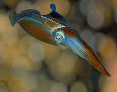 Image of Caribbean reef squid