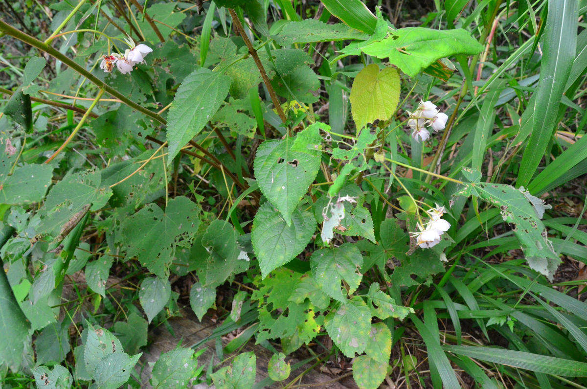 Image de Dombeya pulchra N. E. Br.