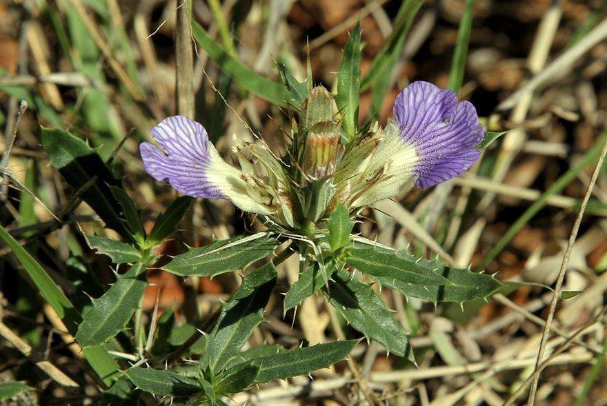 Blepharis aspera Oberm. resmi