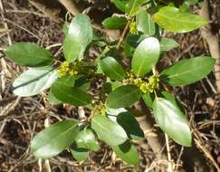 Image of Italian buckthorn