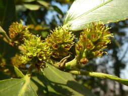 Image of Italian buckthorn