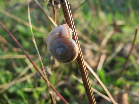 Image of Heath Snail