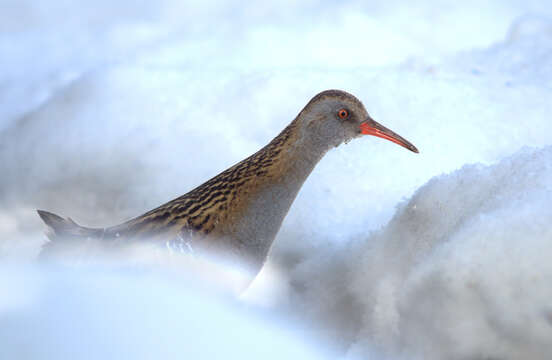 Image of European Water Rail