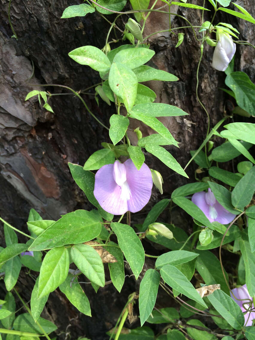 Image of spurred butterfly pea